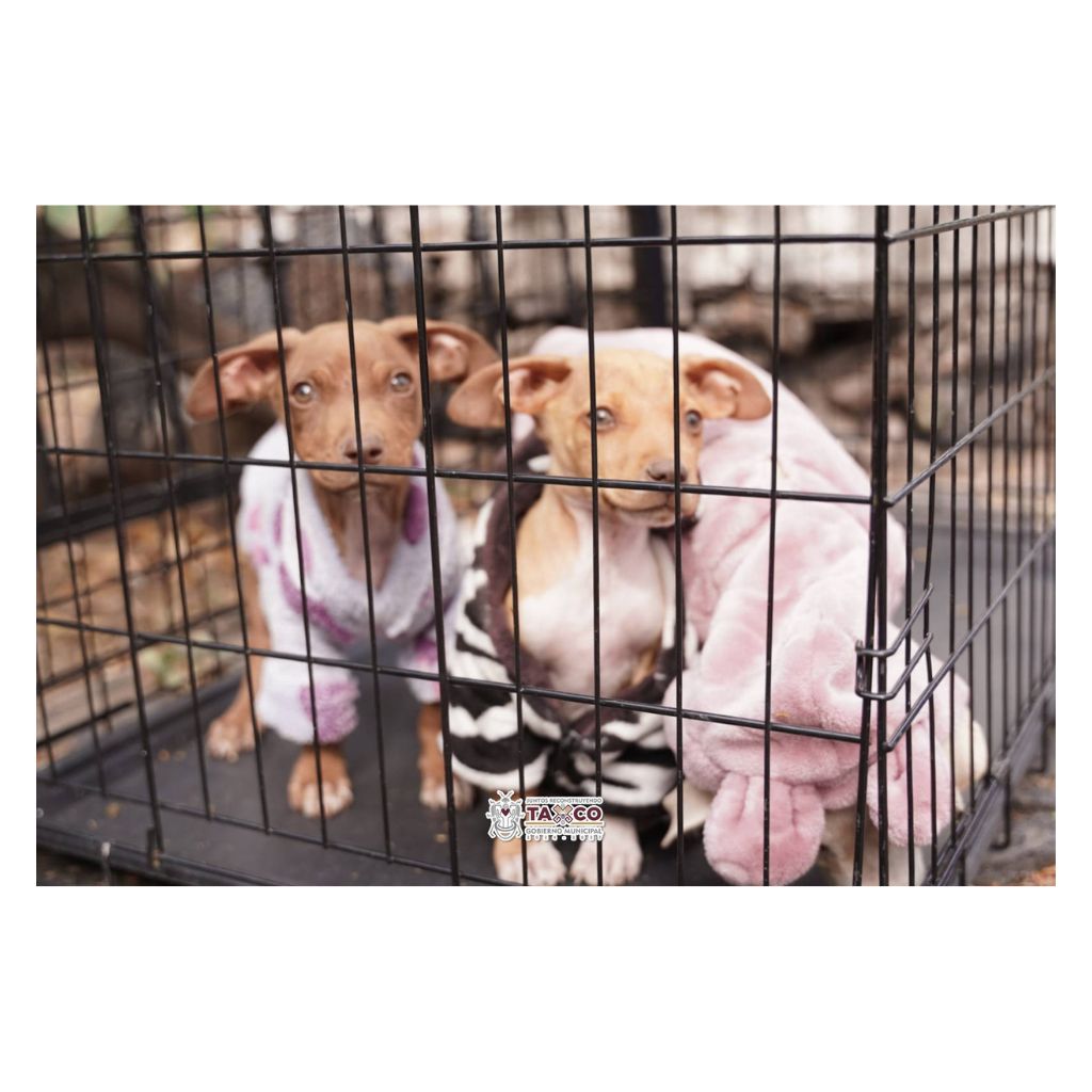 campaña-de-adopción-Taxco